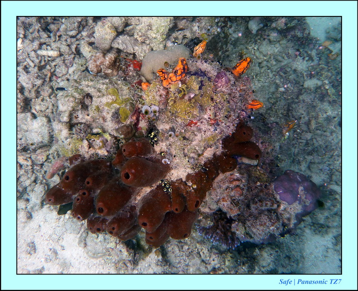 2009    07   Kapalai 01